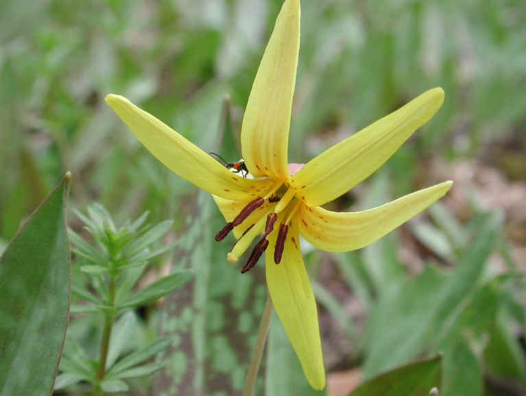 Adder's Tongue (Erythronium americanum) - 15