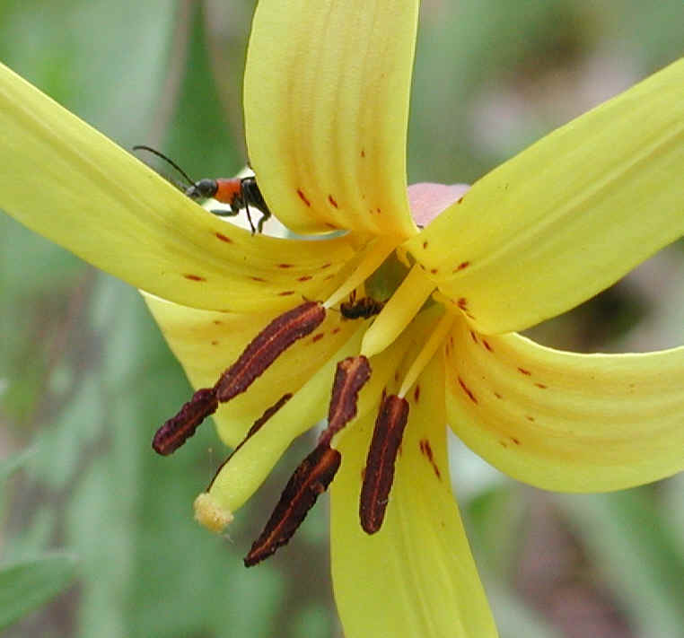 Adder's Tongue (Erythronium americanum) - 15a
