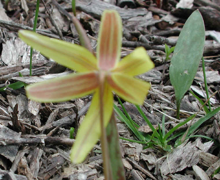 Adder's Tongue (Erythronium americanum) - 16
