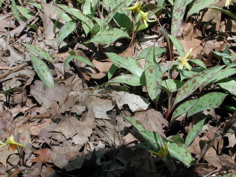 Adder's Tongue (Erythronium americanum) - 17