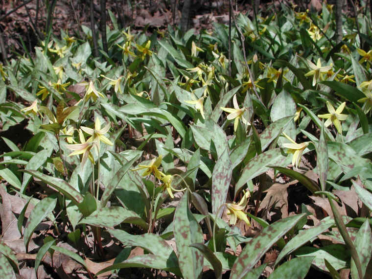 Adder's Tongue (Erythronium americanum) - 18
