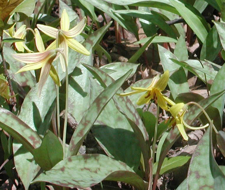 Adder's Tongue (Erythronium americanum) - 18a
