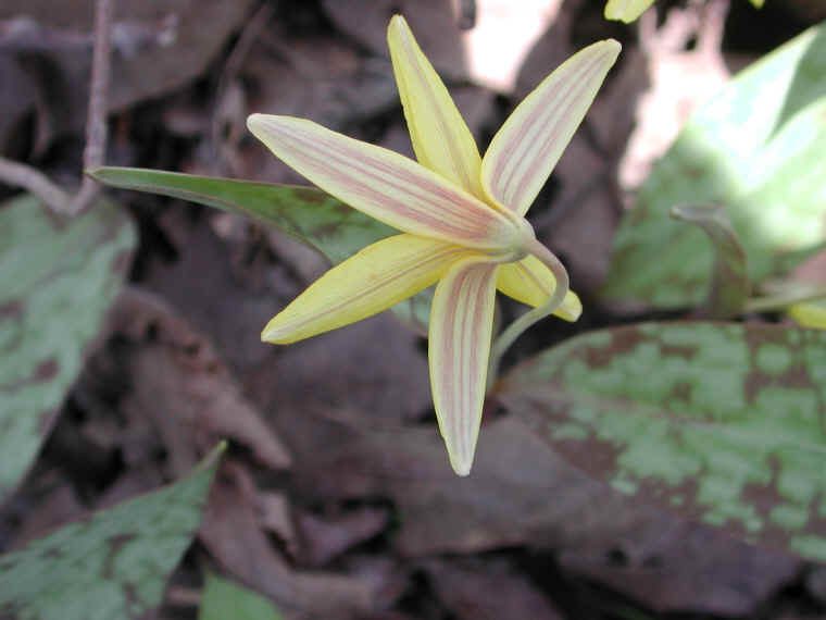Adder's Tongue (Erythronium americanum) - 19