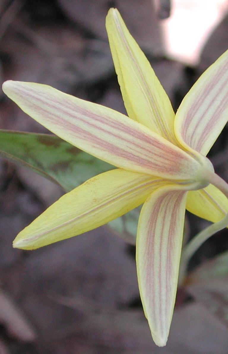 Adder's Tongue (Erythronium americanum) - 19a