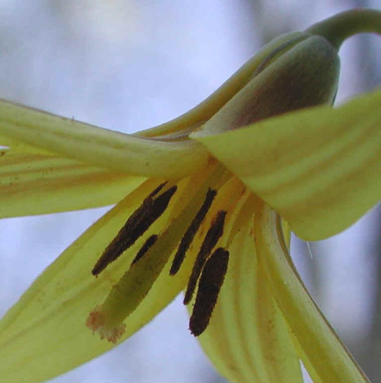 Adder's Tongue (Erythronium americanum) - 20a