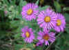 Aster, New England