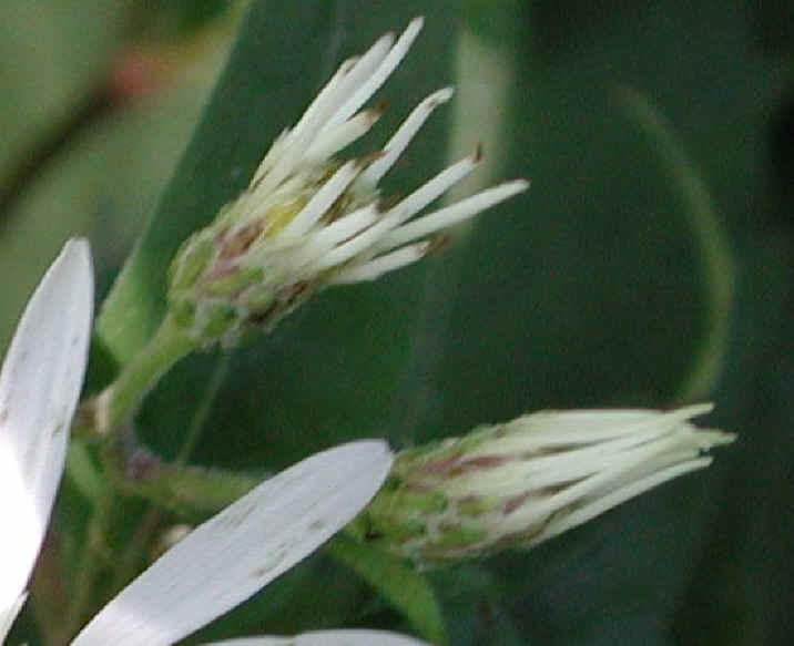 Aster, White Wood (Aster divaricatus) - 02a
