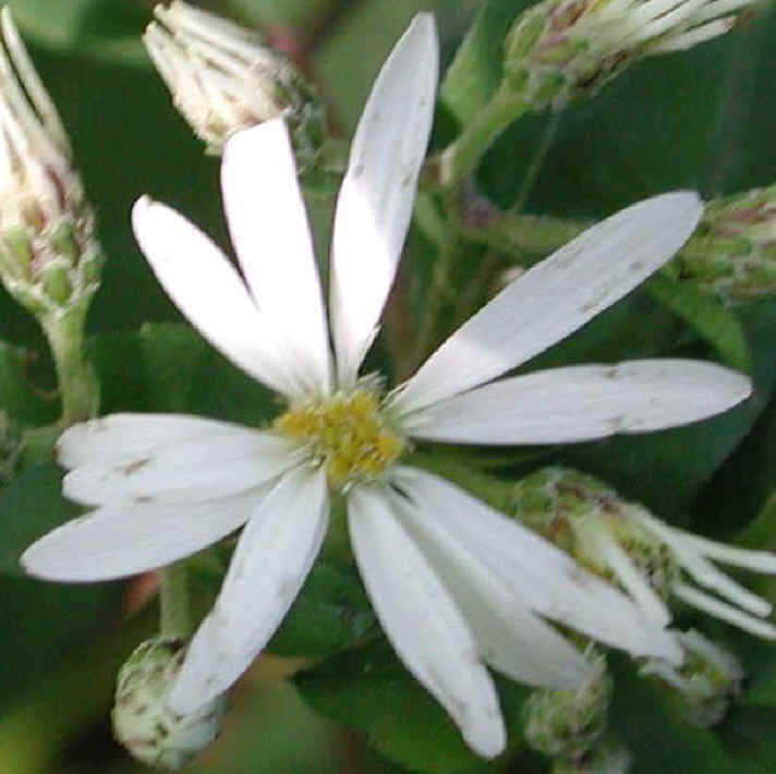 Aster, White Wood (Aster divaricatus) - 02b