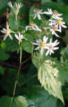 Aster, White Wood