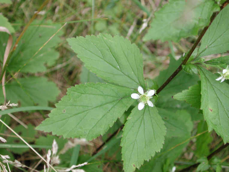 White Avens (Geum canadense) - 01