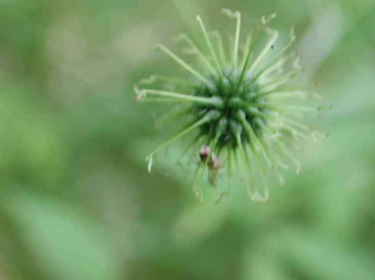White Avens (Geum canadense) - 03