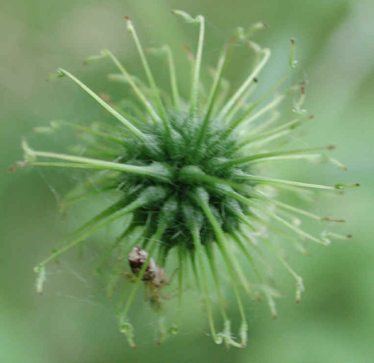 White Avens (Geum canadense) - 04