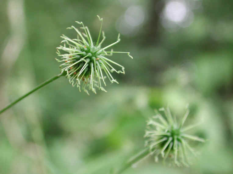 White Avens (Geum canadense) - 06