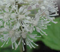 Baneberry, White (Actaea pachypoda) - 02a