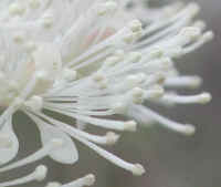 Baneberry, White (Actaea pachypoda) - 03a