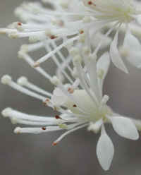 Baneberry, White (Actaea pachypoda) - 04a