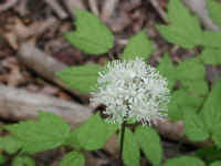 Baneberry, White (Actaea pachypoda) - 07