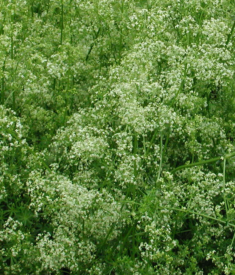 White Bedstraw or Wild Madder (Galium mollugo) - 01a
