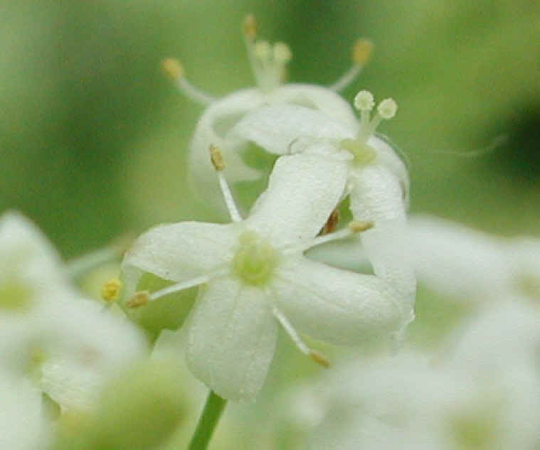 White Bedstraw or Wild Madder (Galium mollugo) - 02