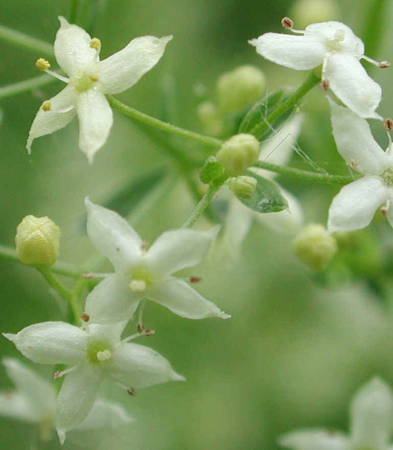White Bedstraw or Wild Madder (Galium mollugo) - 03a