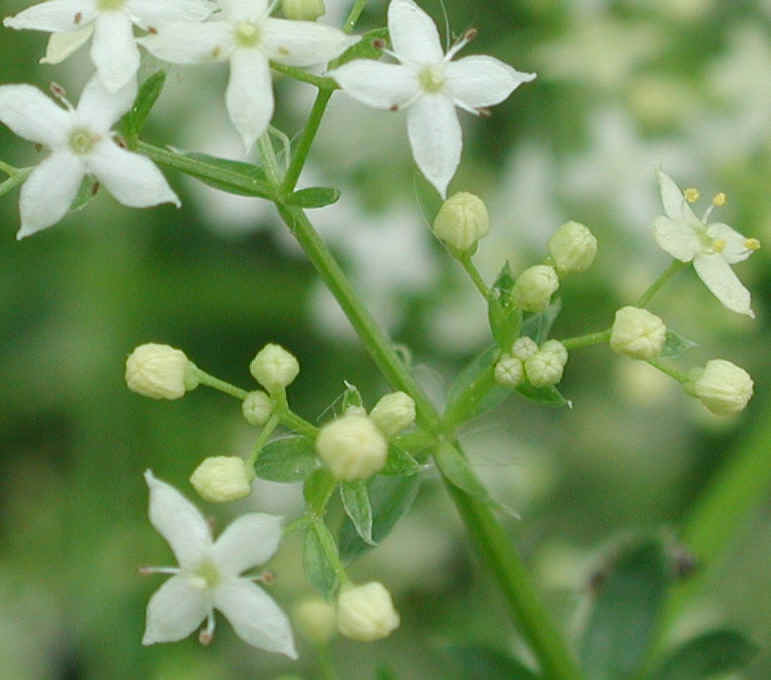 White Bedstraw or Wild Madder (Galium mollugo) - 04a