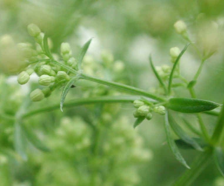 White Bedstraw or Wild Madder (Galium mollugo) - 05