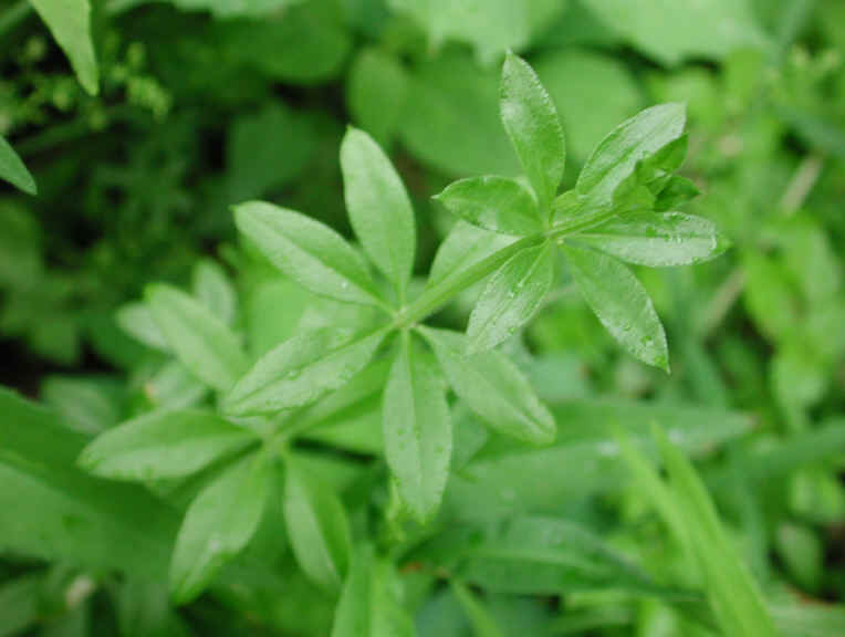 White Bedstraw or Wild Madder (Galium mollugo) - 06