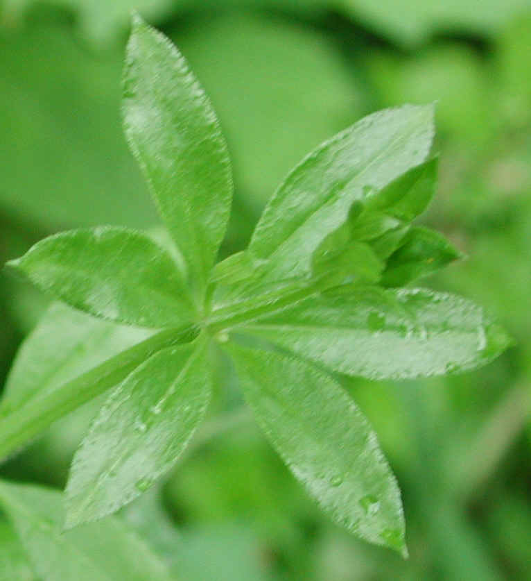 White Bedstraw or Wild Madder (Galium mollugo) - 06a
