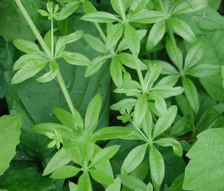 White Bedstraw or Wild Madder (Galium mollugo) - 07