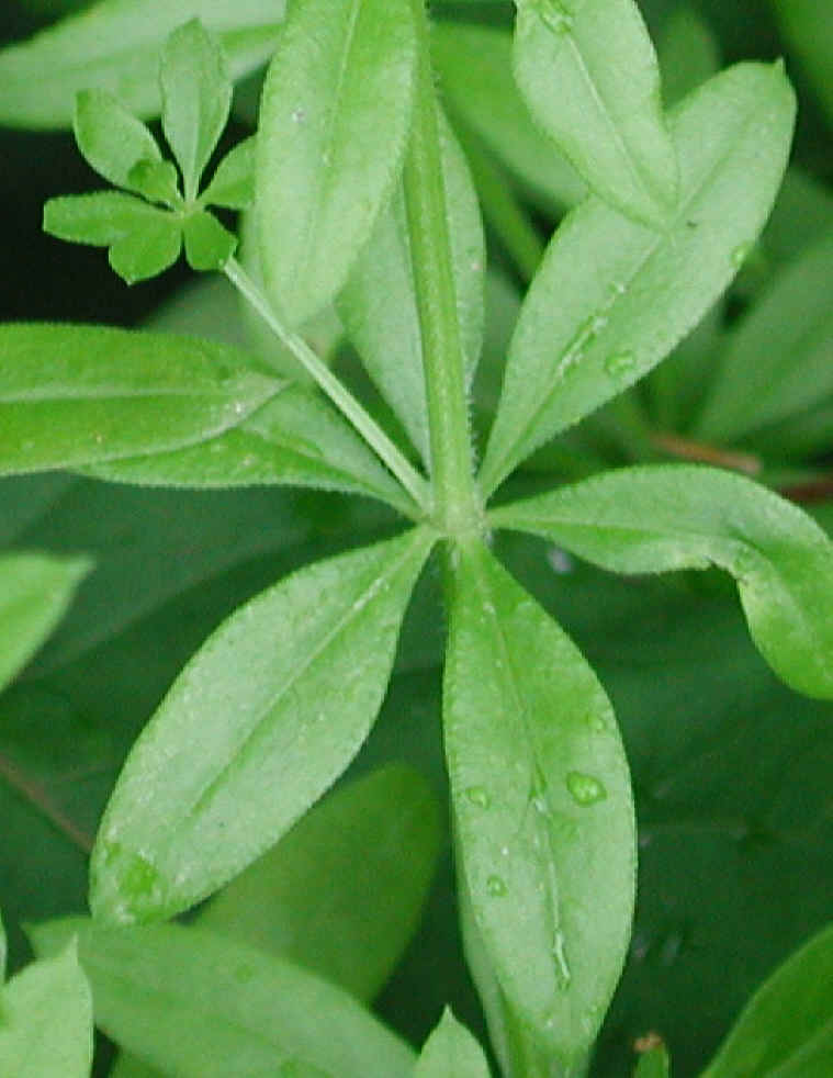 White Bedstraw or Wild Madder (Galium mollugo) - 07a