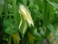 Bellwort, Perfoliate - Uvularia perfoliata - 02