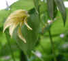 Bellwort, Perfoliate (Uvularia perfoliata)