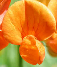 Birdsfoot Trefoil, Orange (Lotus corniculatus) - 04