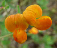 Birdsfoot Trefoil, Orange (Lotus corniculatus) - 05