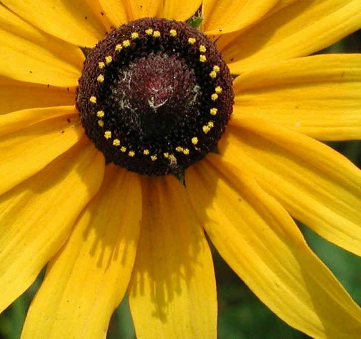 Black-eyed Susan (Rudbeckia serotina) - 05a