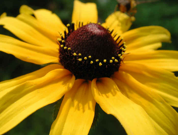 Black-eyed Susan (Rudbeckia serotina) - 06