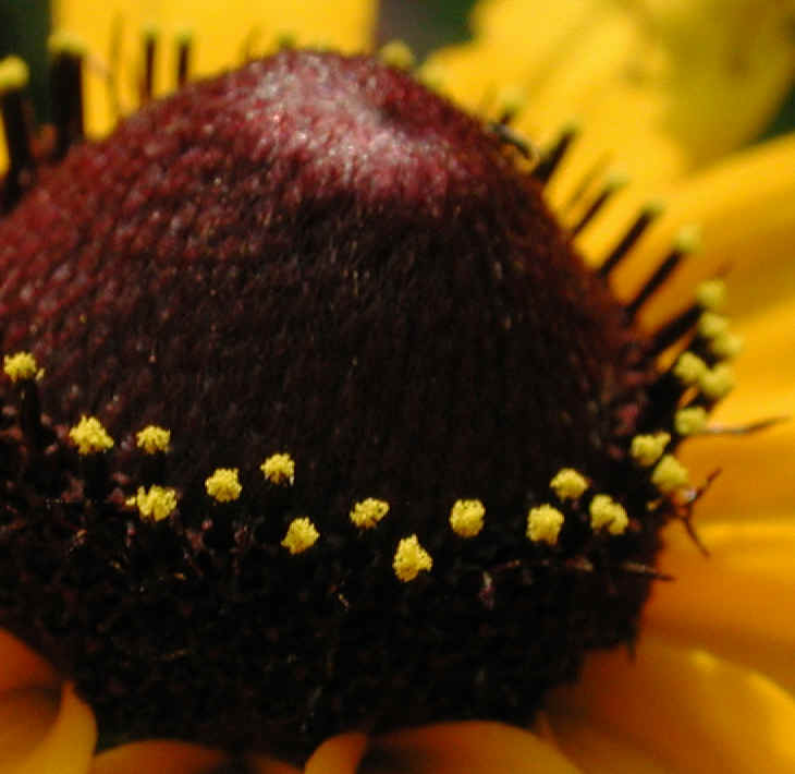 Black-eyed Susan (Rudbeckia serotina) - 06a