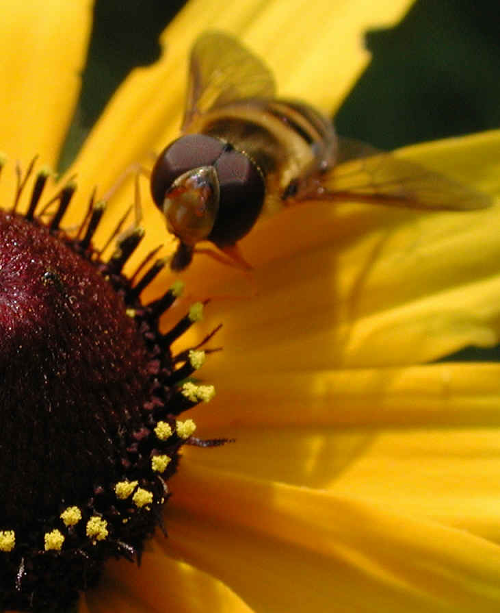 Black-eyed Susan (Rudbeckia serotina) - 07a