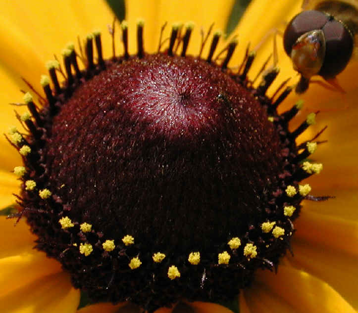 Black-eyed Susan (Rudbeckia serotina) - 07b