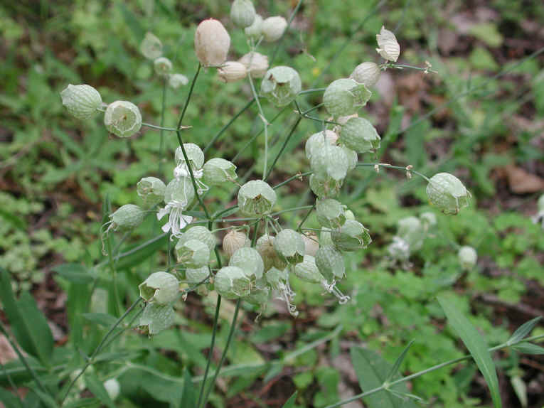 Bladder Campion - 01