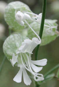 Bladder Campion (Silene vulgaris or Silene cucubalus)