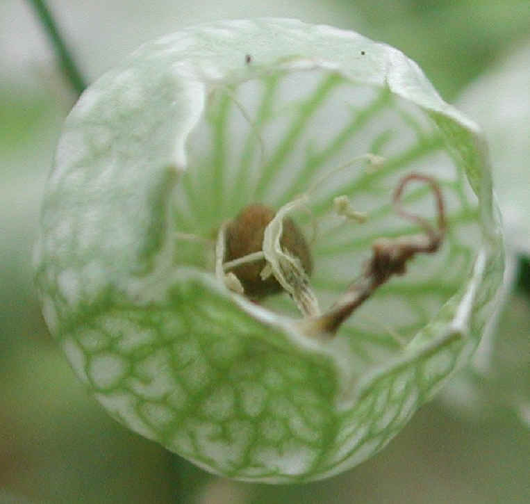 Bladder Campion - 03