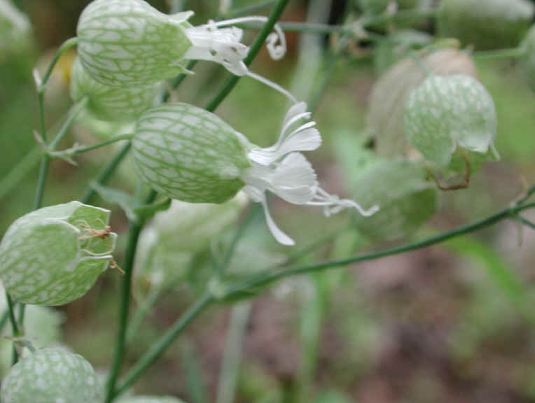 Bladder Campion - 05