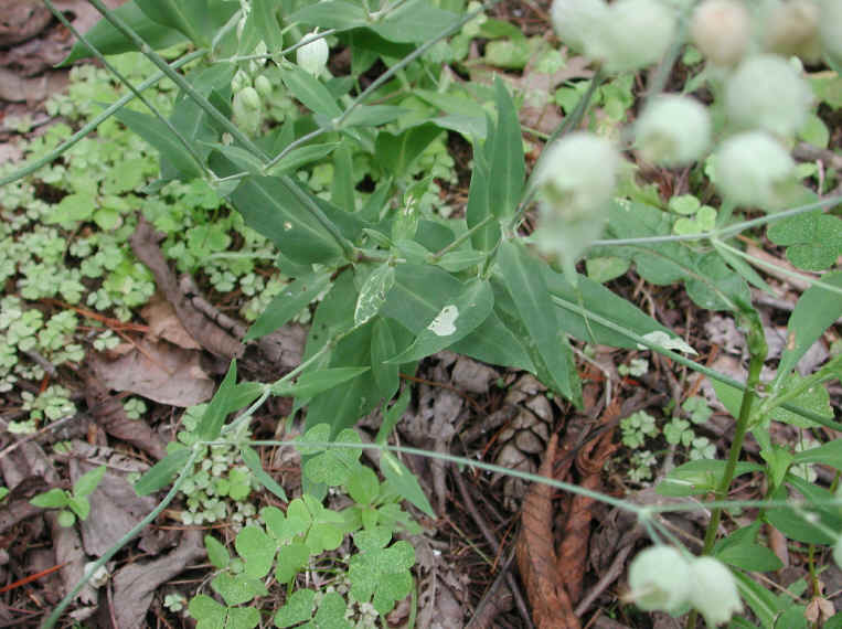Bladder Campion - 06
