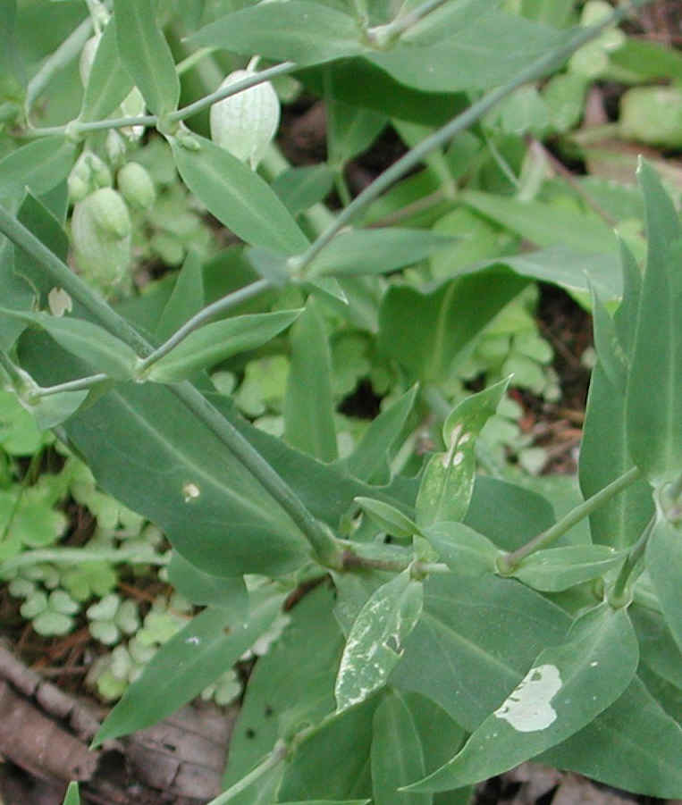 Bladder Campion - 06a