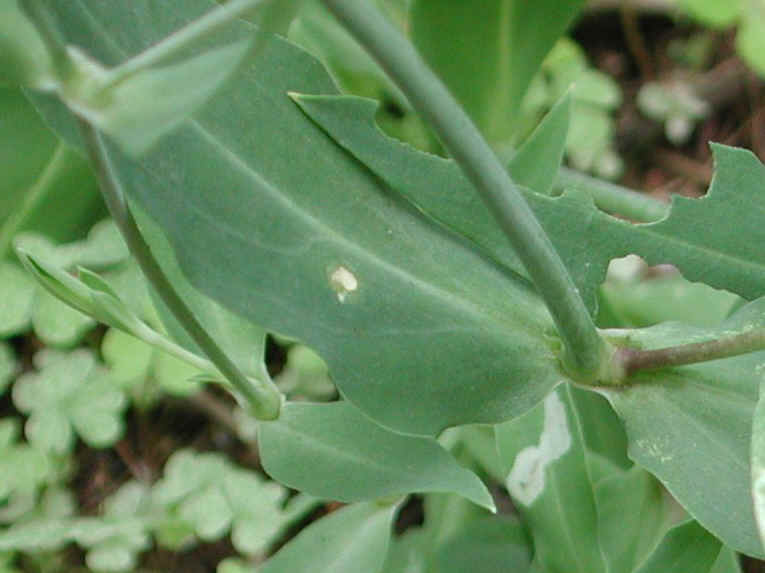 Bladder Campion - 07