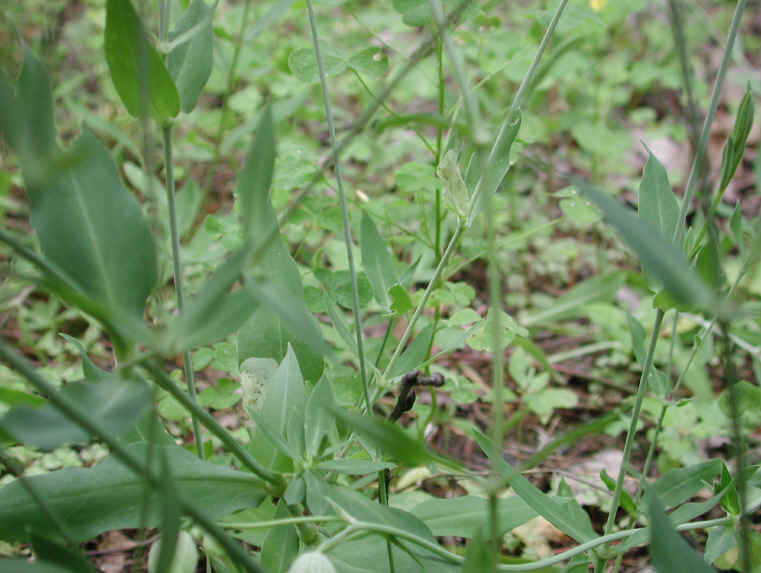 Bladder Campion - 08
