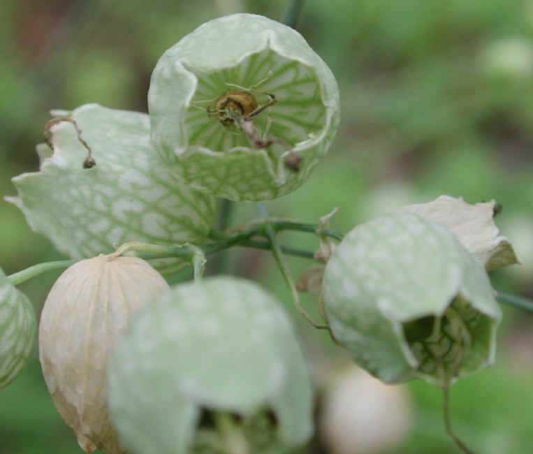 Bladder Campion - 09