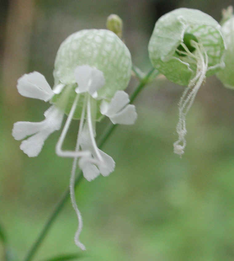 Bladder Campion - 11
