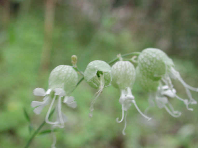 Bladder Campion - 12